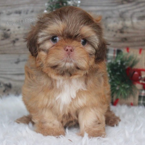 Prodm tata SHIH TZU