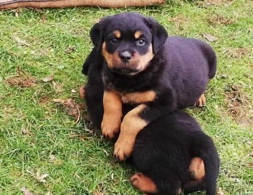 K dispozici jsou pro vs ttka rotvajlera.