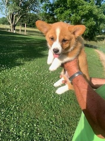 Corgi, Pembroke welsh tata