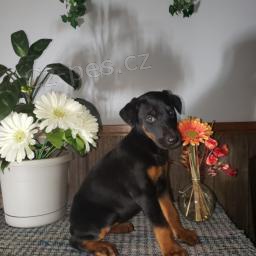 tata doberman.