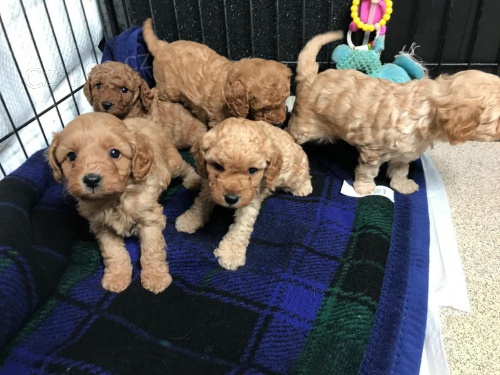 Rozkon tata Cavapoo.