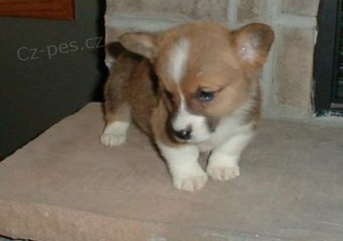 Pembroke Welsh Corgi tata.