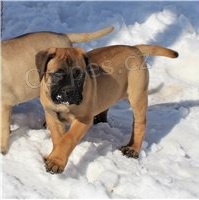 istokrevn tata Bullmastiff.