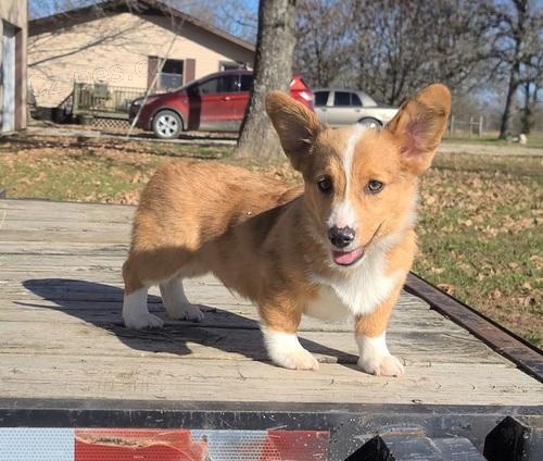 Krsn ttka Corgi ttka.