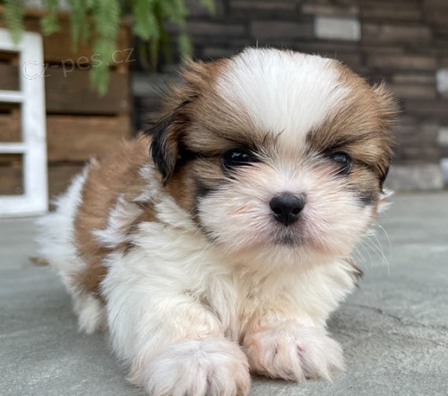 Prodm tata SHIH TZU