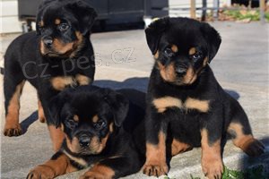 Ndhern kvalitn ttka rottweiler.