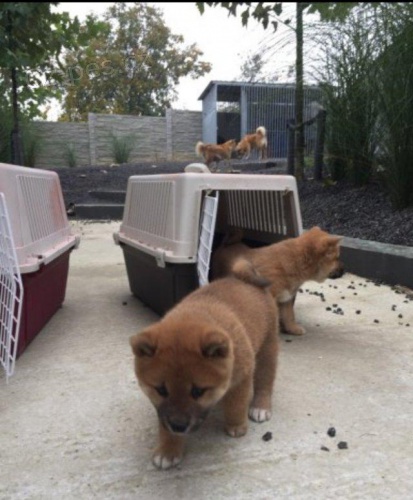 tata Shiba Inu.