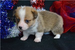 Pembroke Welsh Corgi tata.