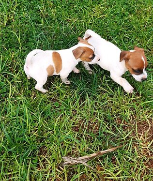 tata Jack Russell terira.