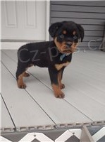 Krsn tata rottweiler.