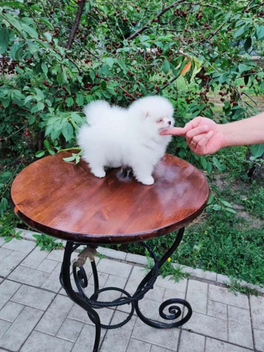 Nmeck pic. Mini pomeranian s PP