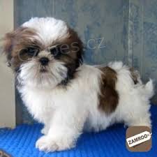 Prodm tata shih tzu