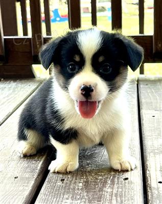 Pembroke Welsh Corgi tata.