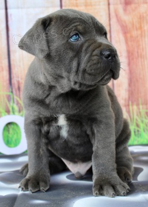 Prodm tata Cane Corso.
