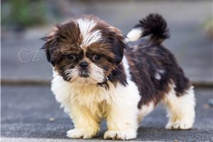 Hrav Shih Tzu tata.