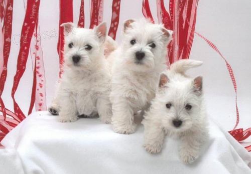 Roztomil tata West Highland White Terrier.