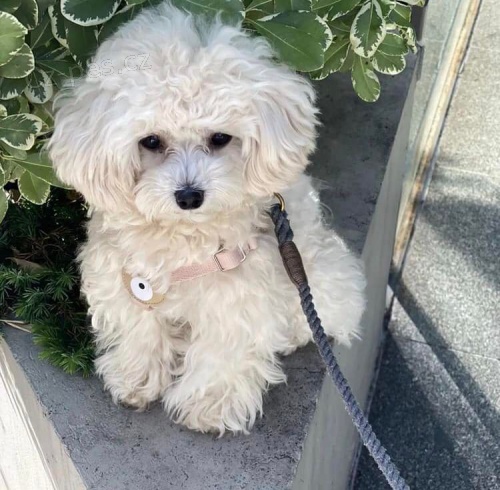 Maltipoo tata.