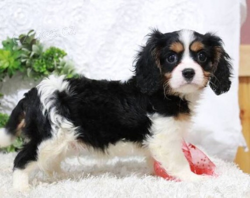 Prodm okovan tata feny a psa Cavalier King Charles Spaniel.