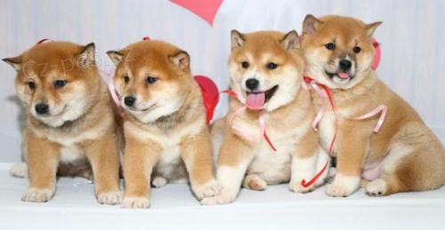 Prodm okovan tata shiba inu