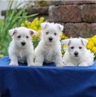 tata West Highland White Terrier.