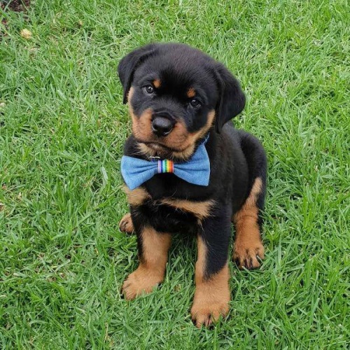 ڞasn tata Rottweiler.