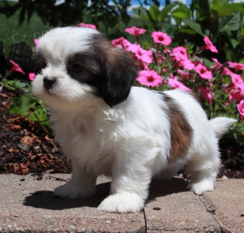 Prodm tata SHIH TZU