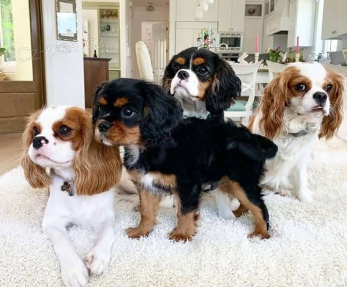 King Charles Cavalier panl tata.