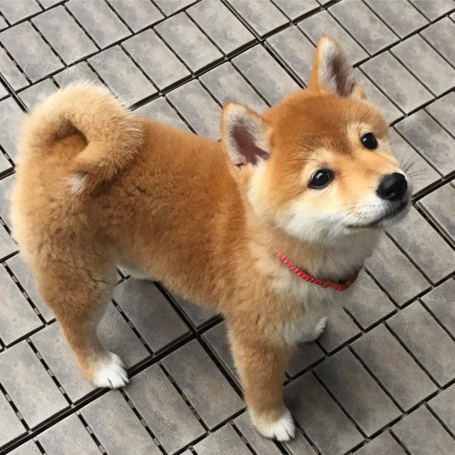 Prodm zdrav tata Shiba Inu