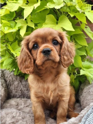 King Charles Cavalier panl tata.