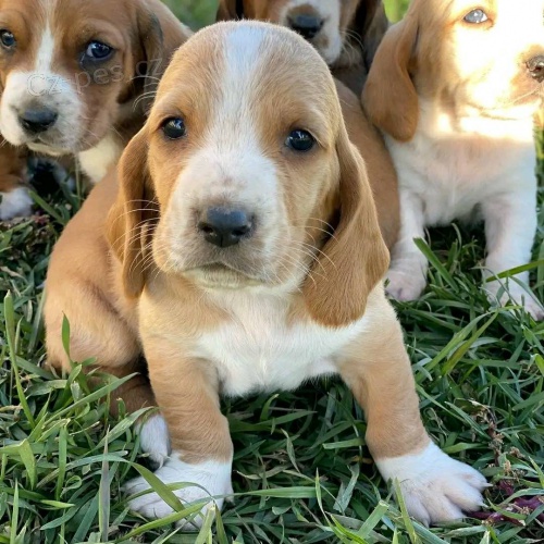 tata Basset Hound.