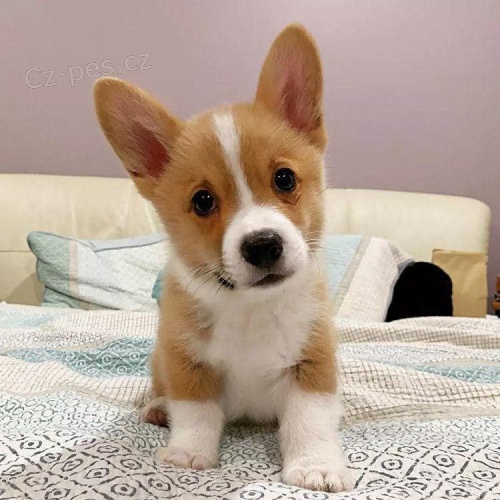 Ndhern velsk ttka Corgi Pembroke.