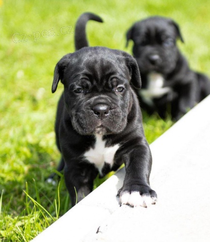 Rodokmen tata Cane Corso.