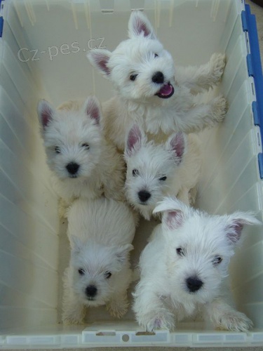 Prodm mini tata West Highland White Terriers