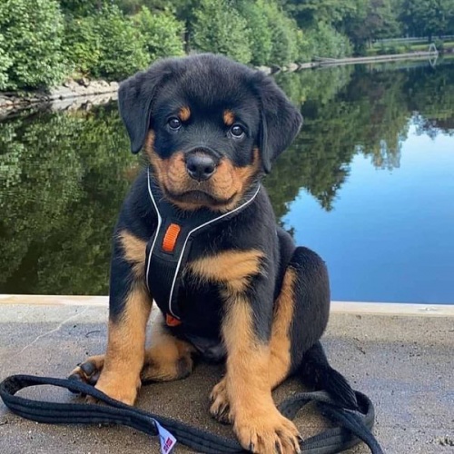 Krsn tata rottweiler.