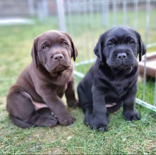 okolda Labrador Retriever tata.