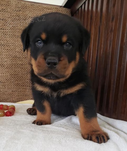 Rodokmen tata Rottweiler.