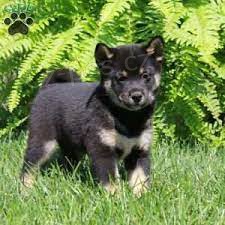 Registrovan japonsk tata #Shiba Inu na prodej