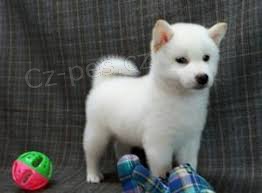 Registrovan japonsk tata #Shiba Inu na prodej