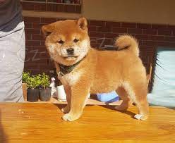 Krsn ttka Shiba Inu