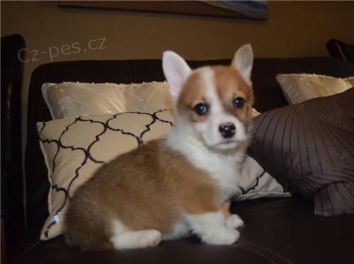 tata welsh corgi pembroke na prodej pobl m