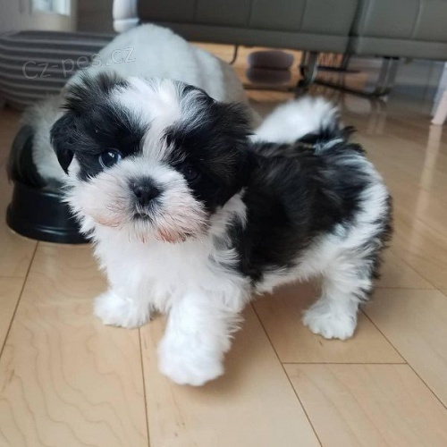 Prodm tata #Shih Tzu.