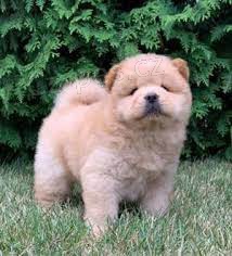 asn chow chow tata