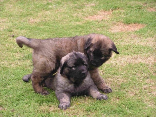 .Prodej tat leonberger schvlench veterinrnm lkaem