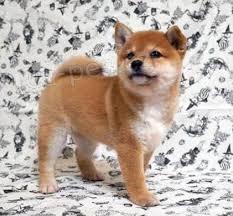 Shiba Inu tata