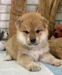 Shiba Inu tata