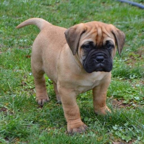 Bullmastiff tata.