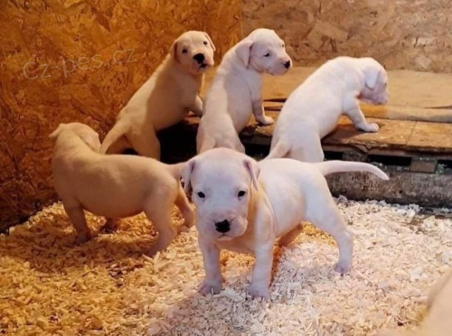 Dogo Argentino tata.