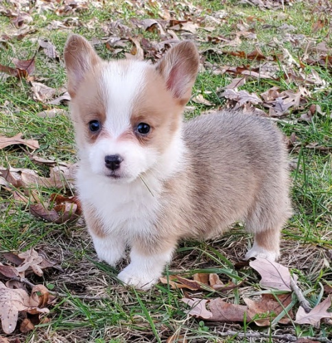 Prodm tata Pembroke Welsh Corgi.