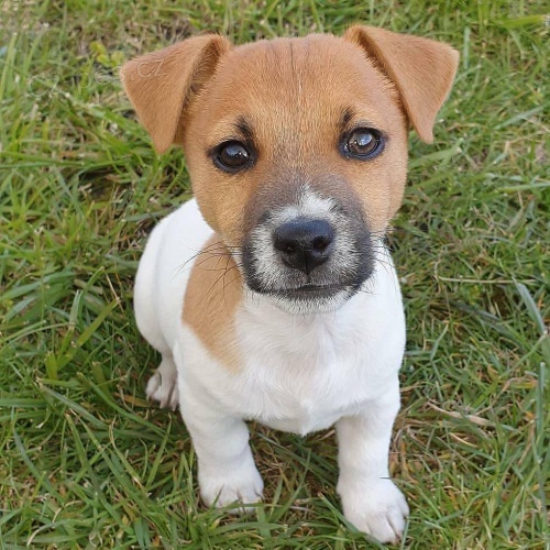 Sweet jack Russell tata.