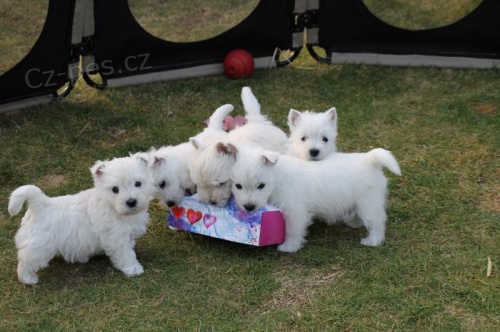 Prodm mini tata West Highland White Terriers